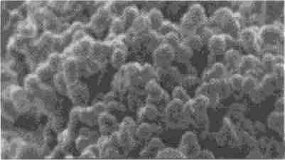 ����֬ѧ�á������֬����������֬